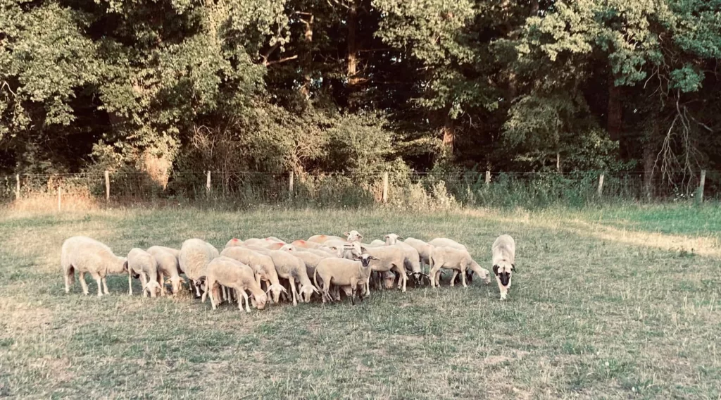 La bergerie de Santranges de Delphine Lévêque Fischer