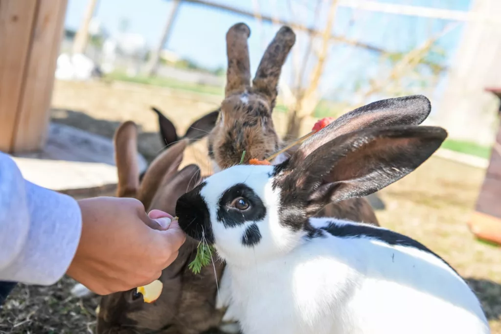 Ferme pédagogique les Ani’Maurice - Animations des vacances d’hiver